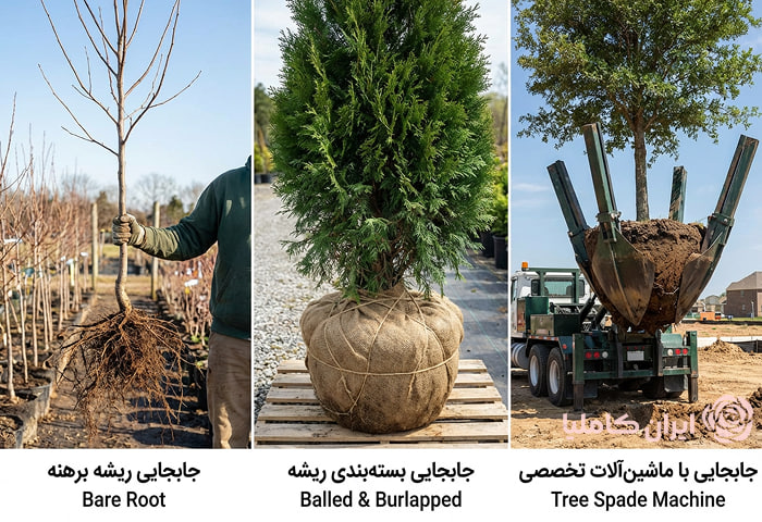 جابجایی درخت